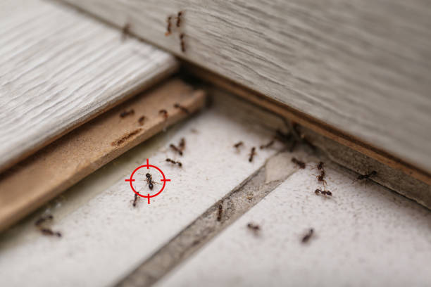 Trusted Bellevue, IL Pest Control Experts