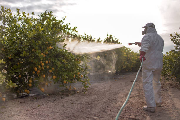 Best Insect Control  in Bellevue, IL