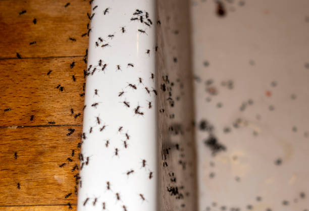 Best Flea Control Services  in Bellevue, IL